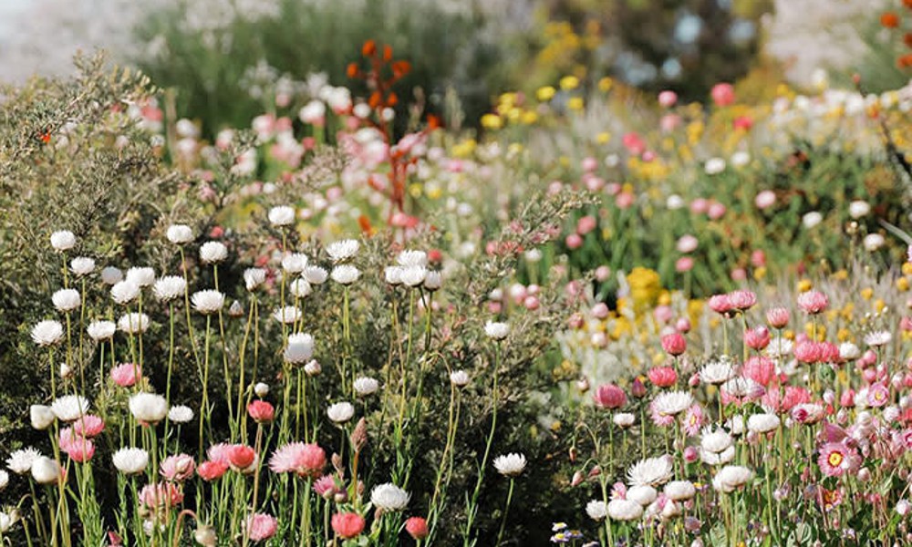 Kings Park and Botanical Garden Walking Tour - 2.5 Hours