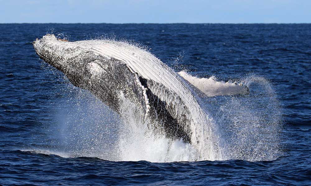 Whale Watching Cruise from Shell Cove - 90 Minutes