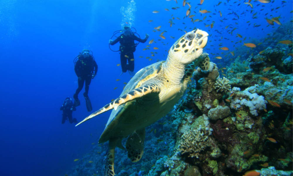 Cook Island Aquatic Reserve Diving Experience