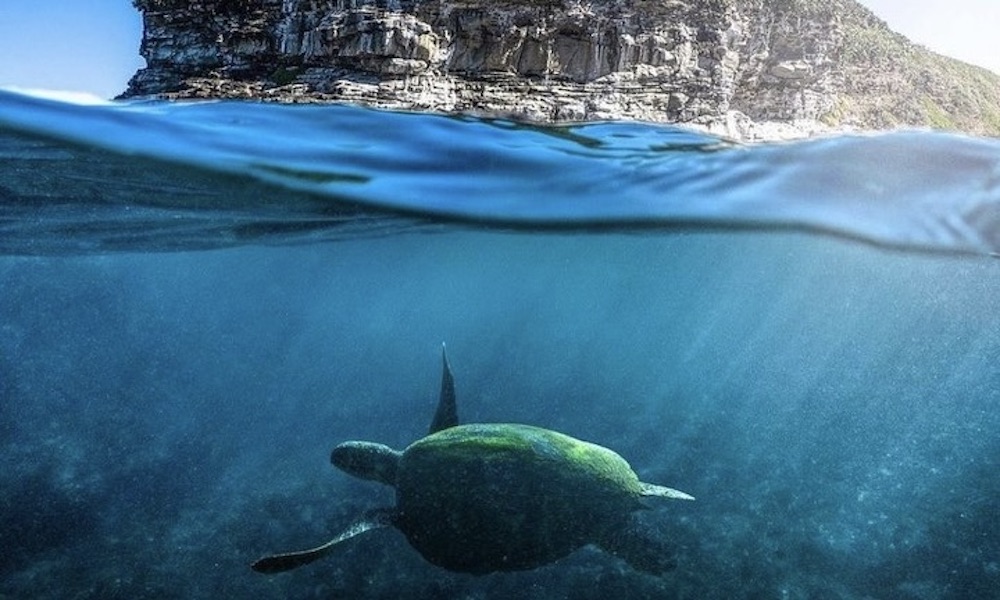 Mooloolaba Turtle Tour - 1.5 Hours