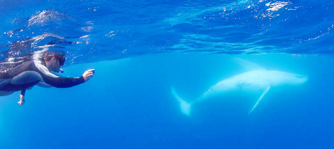 Swim with the Whales Tour from Mooloolaba