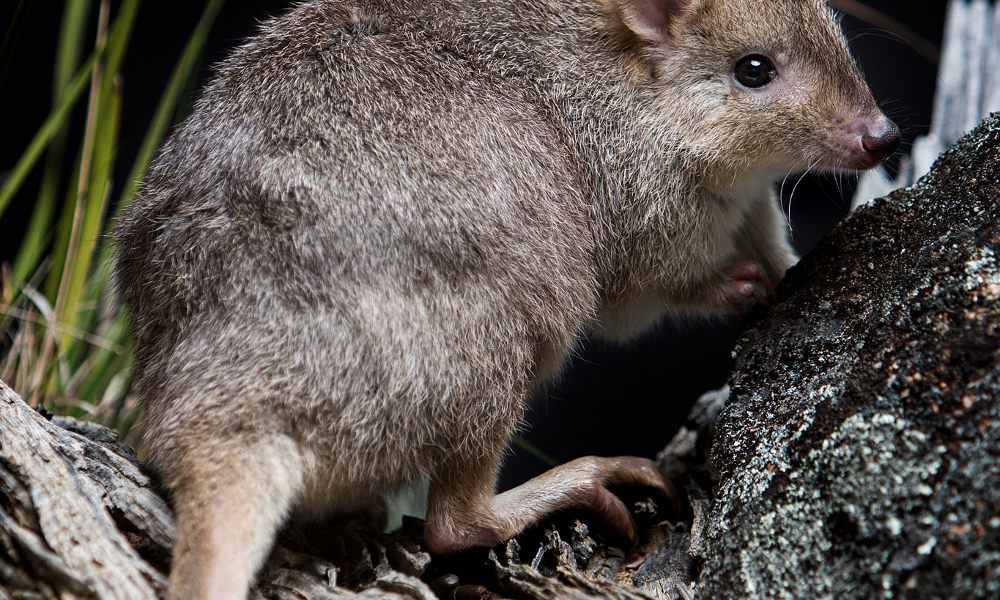 Wildbark Visitor Centre Twilight Tour - Canberra