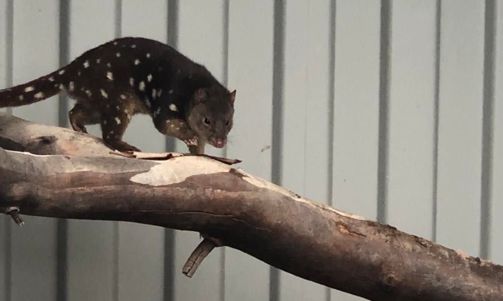 Wildbark Visitor Centre Twilight Tour - Canberra