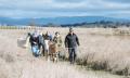 Blackwattle Alpaca Farm Luxuy Boho Picnic Experience Thumbnail 2