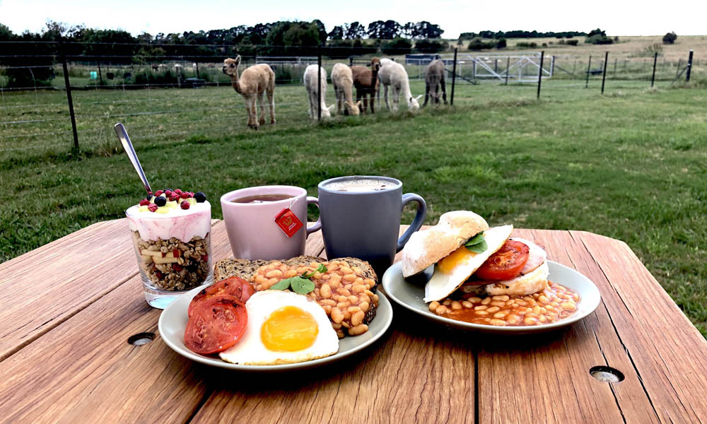 Brunch with the Bunch Alpaca Experience