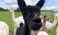 Brunch with the Bunch Alpaca Experience Thumbnail 4