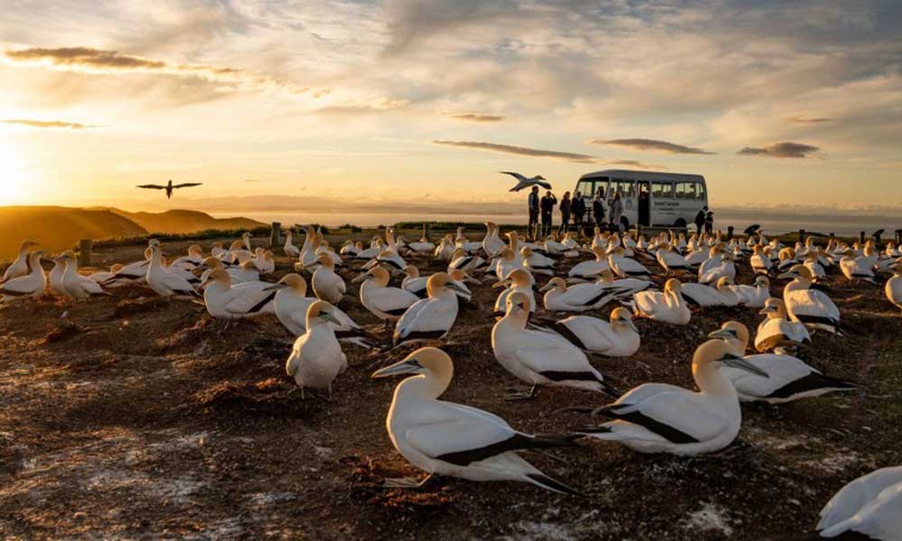 Bird Watching - Cape Kidnappers with Transfers