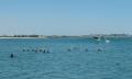 Swim with Wild Dolphins in Bunbury - Summer Season Thumbnail 5