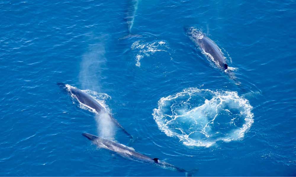 40 Minute Whale-watching Heli-Flight