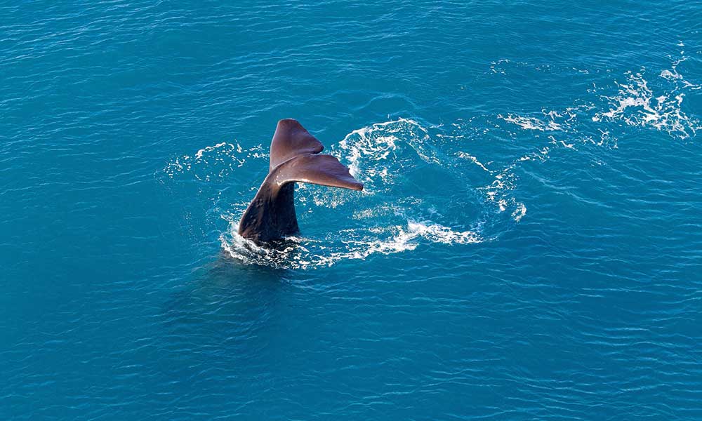 30 Minute Whale Watch