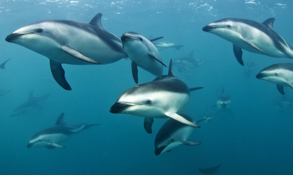 Dolphin Encounter Swim