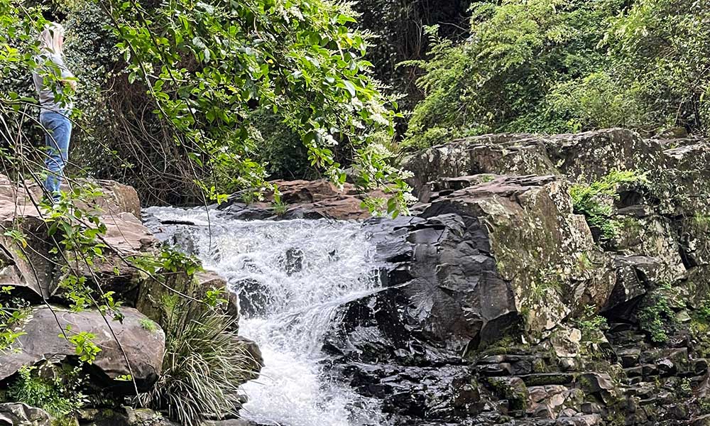 Full Day Sunshine Coast Hinterland Country Drive Private Tour