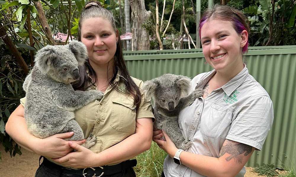 Featherdale Wildlife Park Koala Kindy Encounter