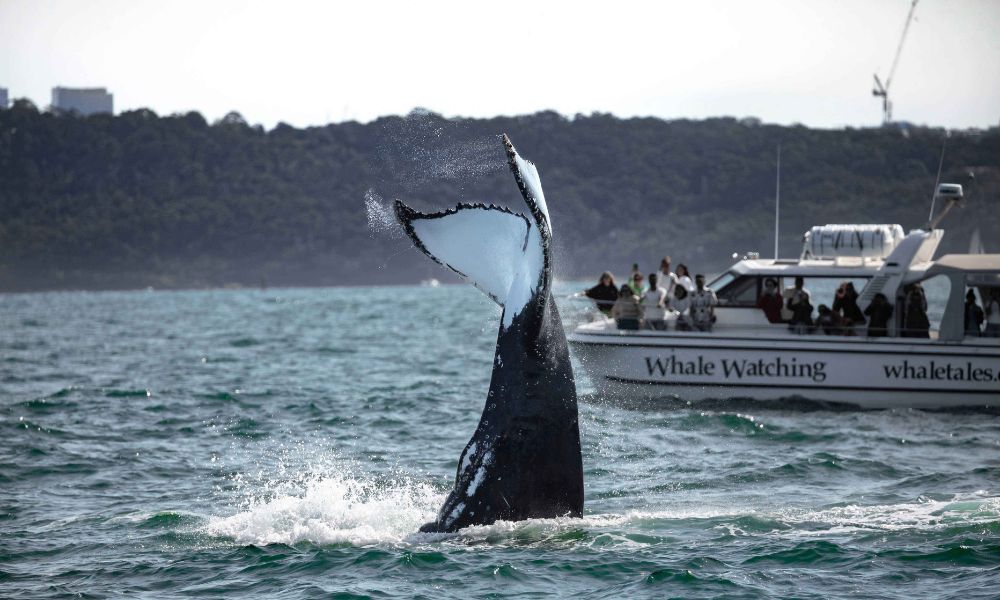 Sydney Intimate Whale Watching Cruise - 2.5 Hours