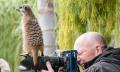 Meerkat Encounter at Mogo Wildlife Park Thumbnail 3