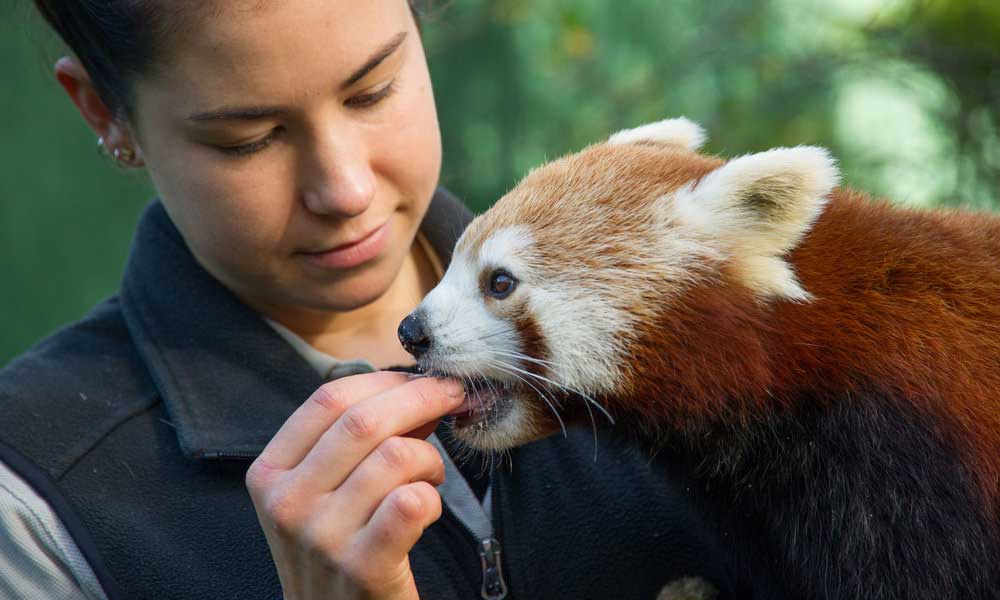 Red Panda Encounter at Mogo Wildlife Park