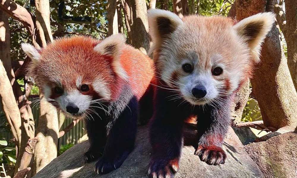 Red Panda Encounter at Mogo Wildlife Park | Experience Oz