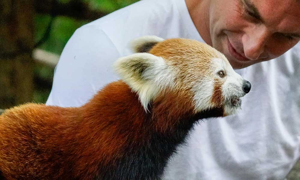 Red Panda Encounter at Mogo Wildlife Park | Experience Oz