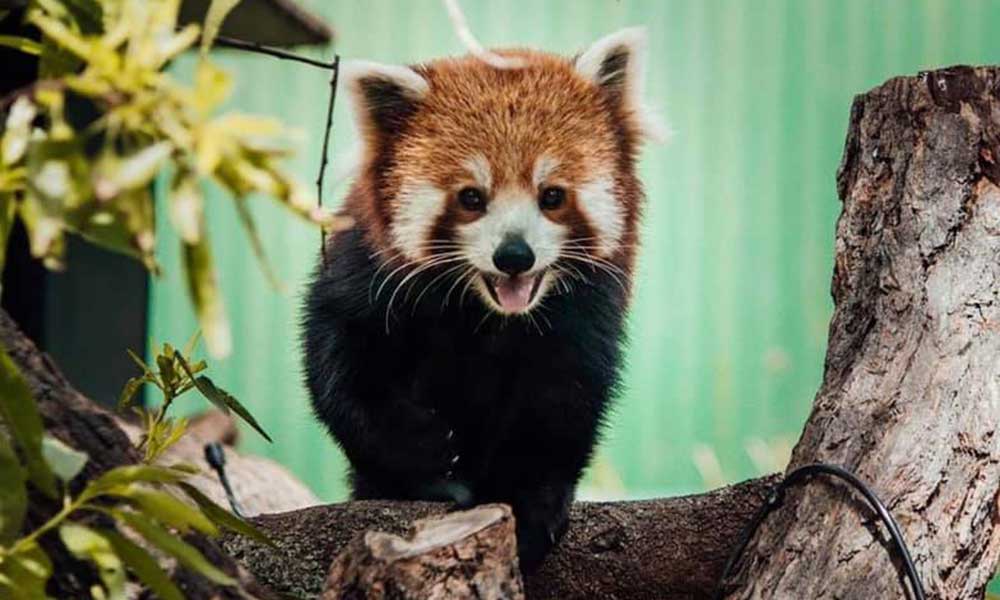 Red Panda Encounter at Mogo Wildlife Park | Experience Oz