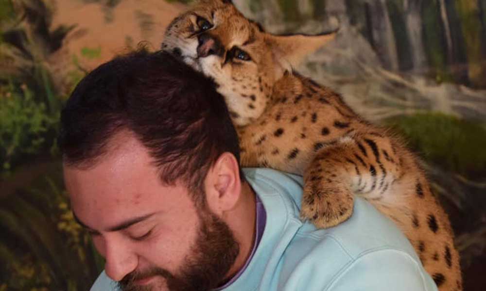 African Servals Cat Encounter at Mogo Wildlife Park Experience Oz