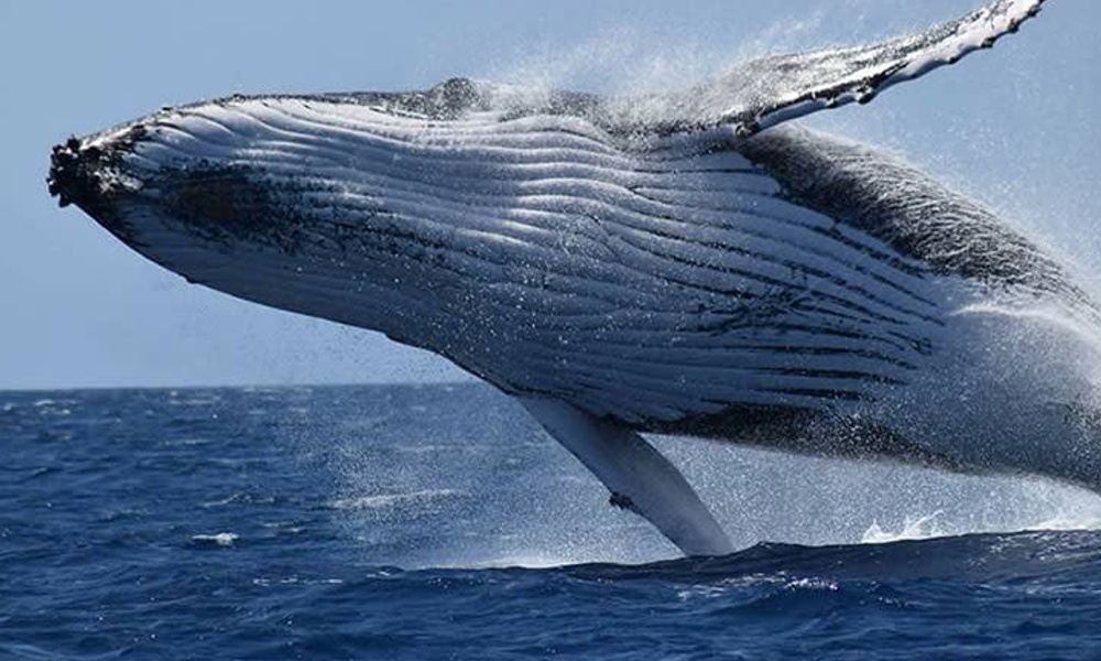 Busselton Whale Watching Cruise Margaret River- 2 Hours