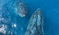 Busselton Whale Watching Cruise Margaret River- 2 Hours Thumbnail 3