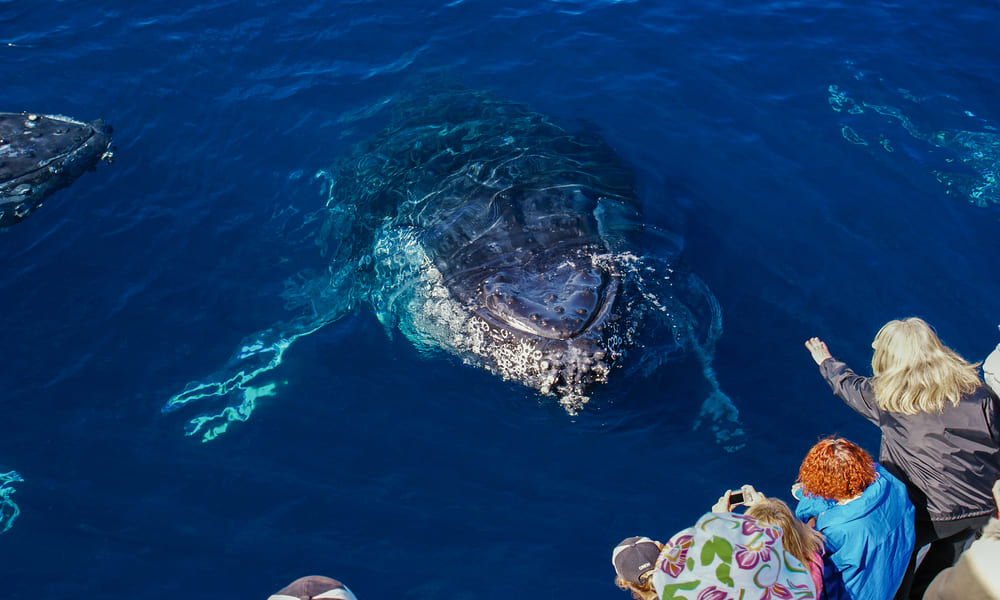 Gold Coast Hot Air Balloon Flight Sea World Whale Watching Experience Oz 