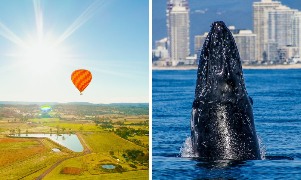 Gold Coast Hot Air Balloon Flight & Seaworld Whale Watching Cruise 