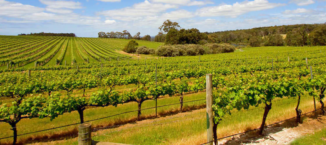 Swan Valley Wineries Afternoon Tour