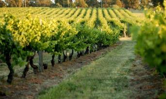 Swan Valley Wineries Afternoon Tour Thumbnail 6