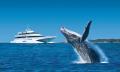 Moreton Bay Cruise with Dolphin Feeding and Whale Watching Thumbnail 1
