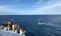 Moreton Bay Cruise with Dolphin Feeding and Whale Watching Thumbnail 2