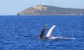 Moreton Bay Cruise with Dolphin Feeding and Whale Watching Thumbnail 3