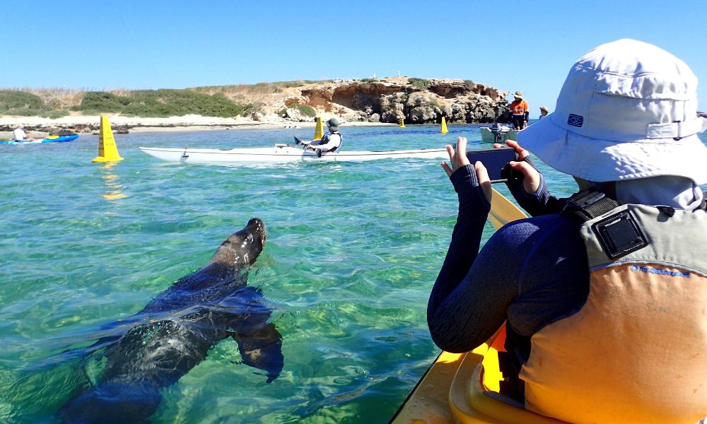 Perth Penguin and Seal Islands Sea Kayak Tour - 6 Hours