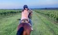 Horseback Vineyard Trail Ride - 90 Minutes Thumbnail 4