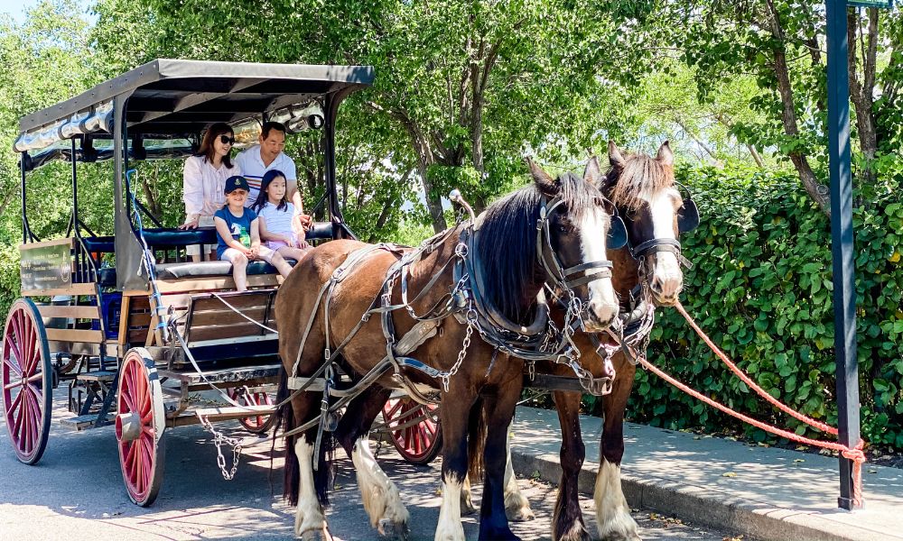 Horse Drawn Carriage Vineyard Ride - 45 Minutes