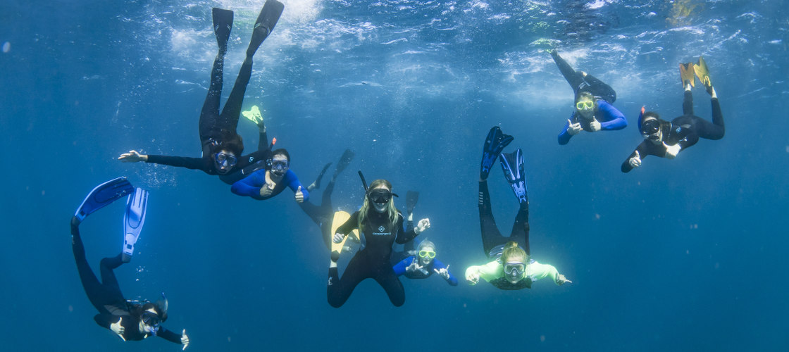 Humpback Whale Swim & Catamaran Cruise