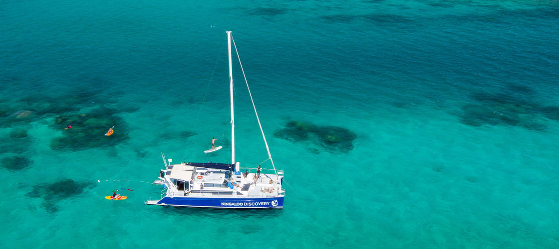 Humpback Whale Swim & Catamaran Cruise
