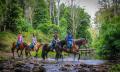 Horse Riding Adventure in Glenworth Valley - Guided or Free Range Thumbnail 1