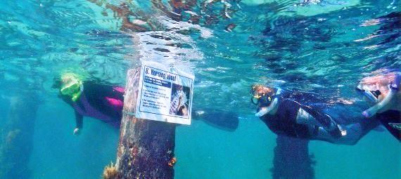 Mornington Peninsula Weedy Sea Dragons Snorkel Tour