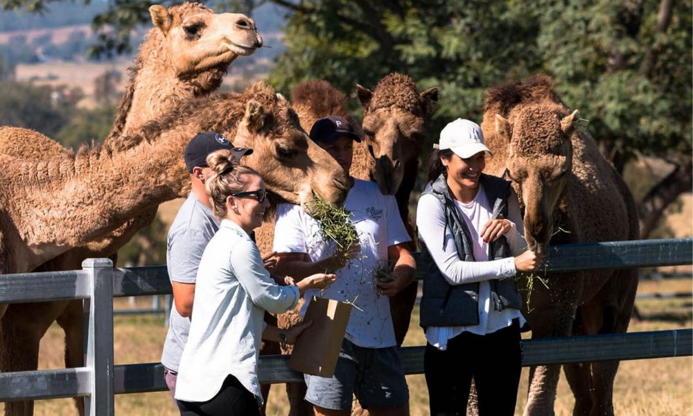 Camel Farm Guided Tour with Tasting - 1 Hour