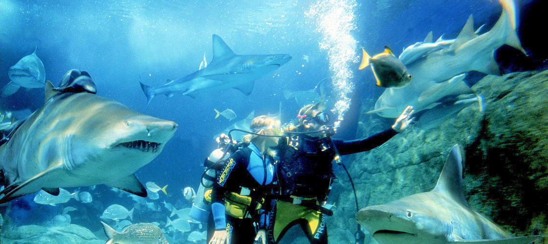 Melbourne Aquarium Shark Dive Xtreme - 10am Shark Dive Xtreme