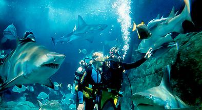 Shark Diving at SEA LIFE Melbourne Aquarium