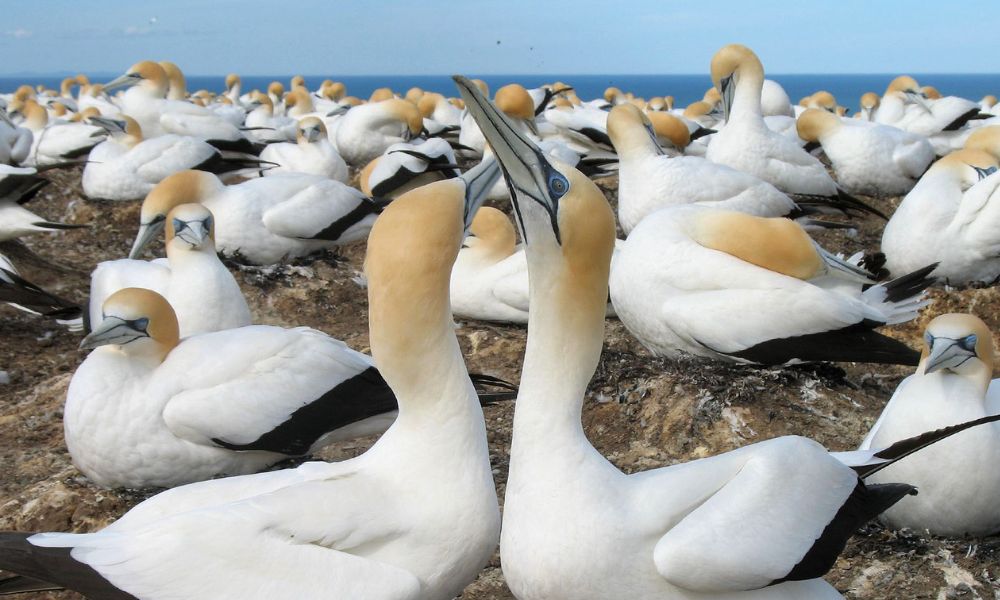 Muriwai Beach and Gannet Colony Eco Tour from Auckland