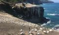 Muriwai Beach and Gannet Colony Eco Tour from Auckland Thumbnail 3