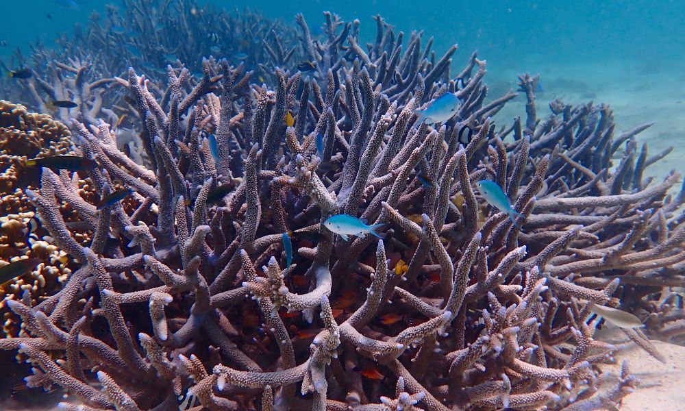 Ningaloo Reef Full Day Snorkel Adventure