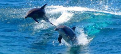 Dolphin Penguin and Sea Lion Adventure Cruise