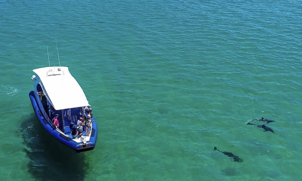 Penguin Island Cruise from Perth