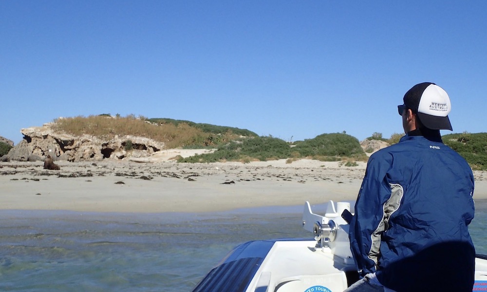 Penguin Island Cruise from Perth