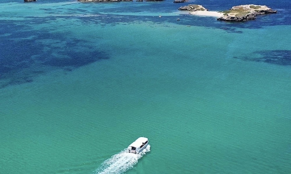 Penguin Island Cruise from Perth